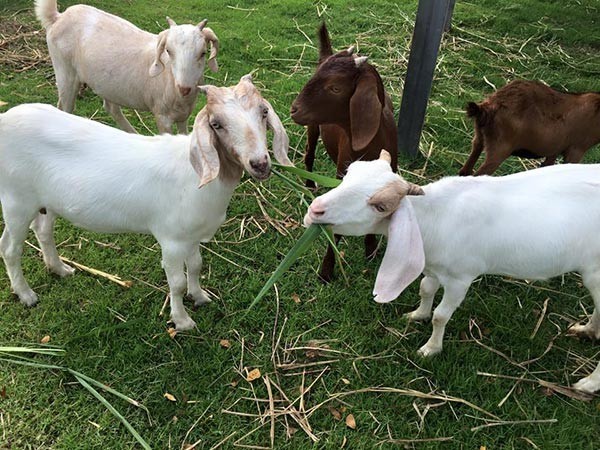 พัทยา สไตล์ยูโรคันทรี : Swiss Sheep Farm Pattaya