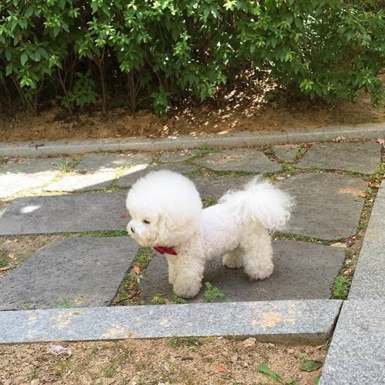 น่ารักมาก! ชาวเน็ตหลงรักตูบกลมปุ๊ก หมาอะไรแปลงร่างเป็นลูกบอลได้ด้วย