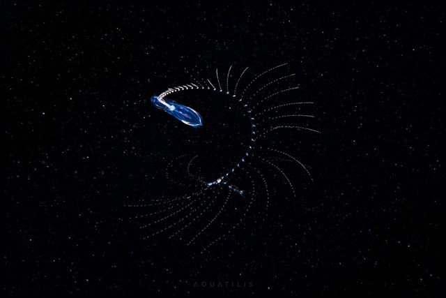 นักชีววิทยาถ่ายภาพ สิ่งมีชีวิตขนาดจิ๋วที่อยู่ใต้ท้องทะเล น่าทึ่ง!!