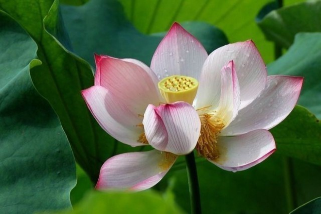 ผลงานวิจัย "ชีวิตที่ดี ขึ้นอยู่กับอะไร ? " ศึกษาเปรียบเทียบกับหลักพระพุทธศาสนา