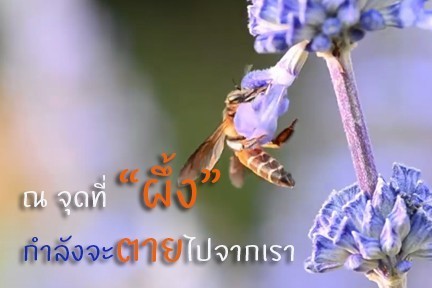 ณ จุดที่ “ผึ้ง” กำลังจะตายไปจากเรา
