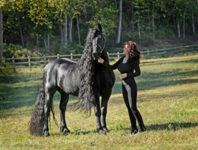 "เฟรเดริก" ม้าที่เท่ที่สุดในโลก