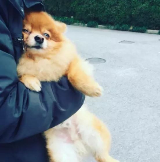 ดู 16 ภาพที่จะมาบอกว่า ที่จริงแล้วพวกสุนัขก็ขี้เมา ไม่ต่างจากลุงแถวบ้านเลยนะเนี่ย..!!