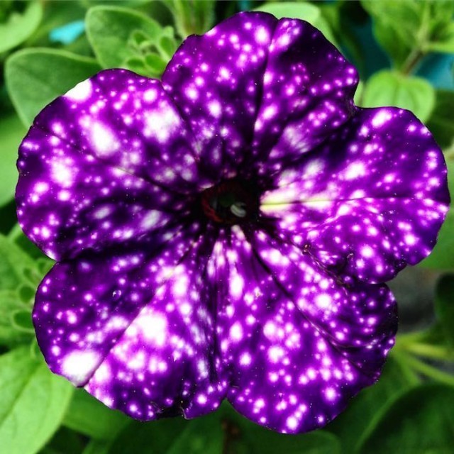 เผยโฉม ‘Night Sky Petunias’ ดอกไม้แห่งกาแลคซี่ ความงามแห่งจักรวาลที่อยู่ใกล้ตัว