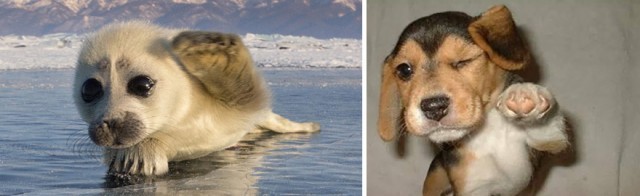 14ภาพน่ารัก ที่จะทำให้คุณรู้ว่าแมวน้ำ มันก็คือหมาน้อยทะเล