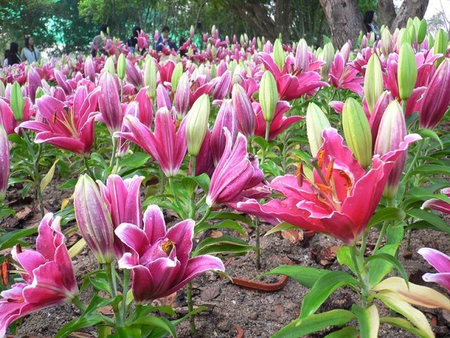 งานเชียงรายดอกไม้งาม ครั้งที่ 13 และดนตรีในสวน