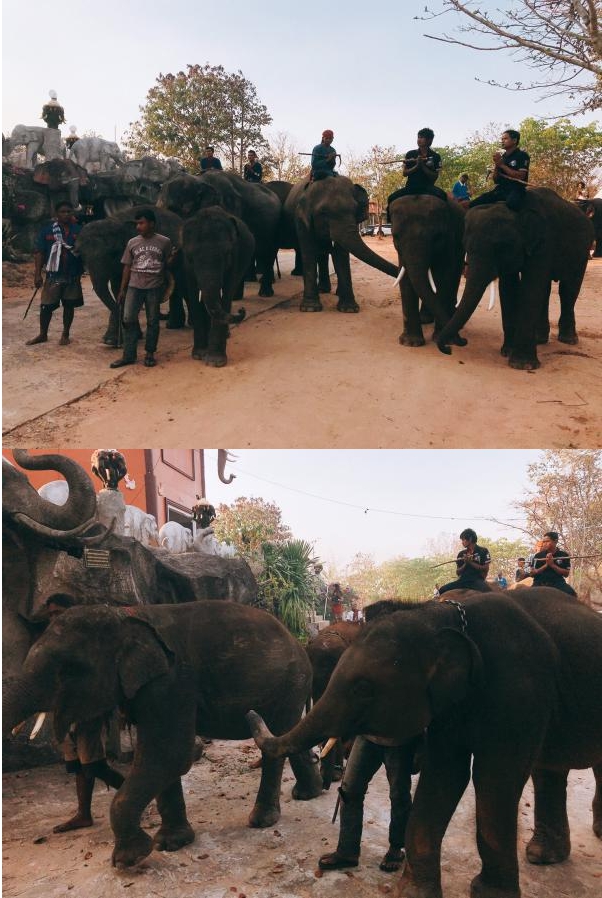 สำนักสงฆ์ป่าอาเจียง นำช้างแสนรู้กว่า 20 เชือก ร่วมเวียนเทียน“วันมาฆบูชา”
