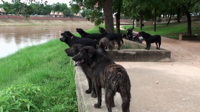 น่ารักสุด ๆ แก๊งหมาดำแสนรู้ นับสิบชอบว่ายน้ำข้ามแม่น้ำ