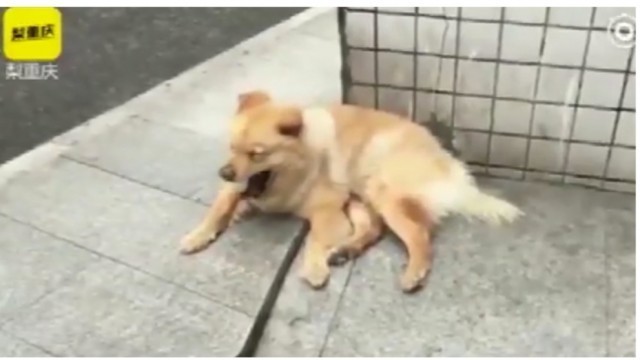 แชร์สะพัดในโลกออนไลน์จีนทะลุ 10 ล้านวิวชื่นชมสุนัขยอดกตัญญูส่งเจ้านายแล้วรอ12 ชม.เพื่อรับกลับ