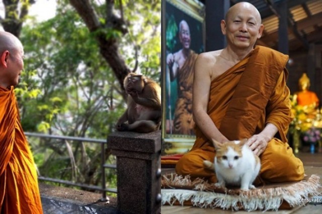 พระไพศาล วิสาโลโพสต์"แมวสอนธรรม-ลิงสอนทุกข์