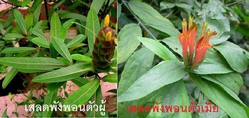 5 วิธีกินสมุนไพรตามหมอ ไม่ต้องง้อผีบอก
