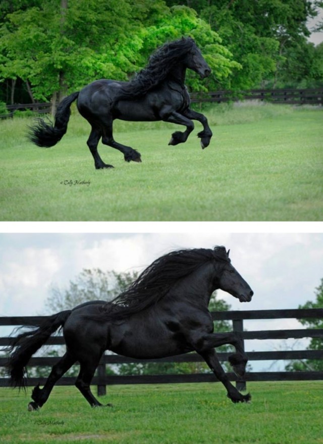 "เฟรเดริก" ม้าที่เท่ที่สุดในโลก