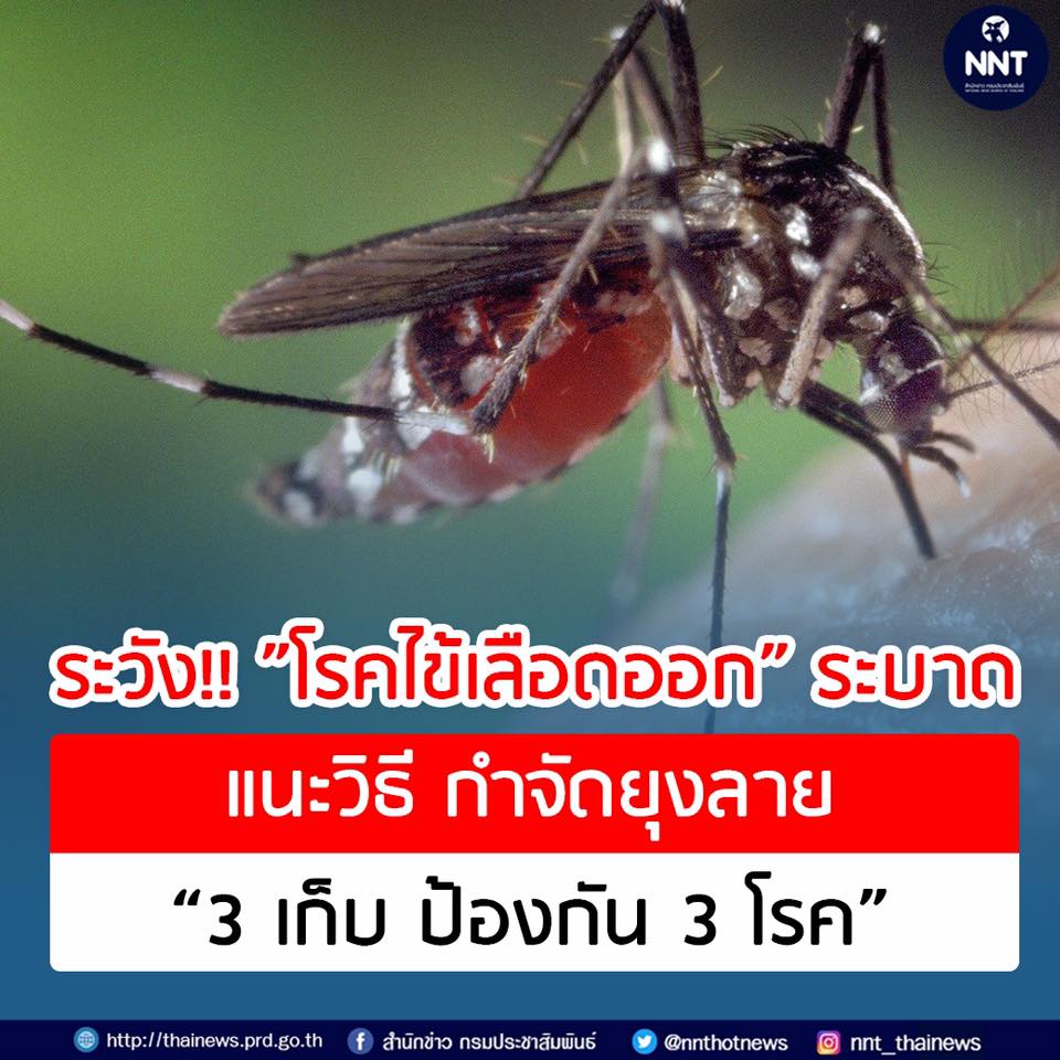 ระวัง!! ”โรคไข้เลือดออก” ระบาด แนะวิธี กำจัดยุงลาย “3 เก็บ ป้องกัน 3 โรค”