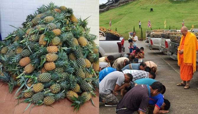 โยมนำสับปะรดราคาตก มอบโรงครัวมหาจุฬาฯ ถวายพระได้บุญ !!!