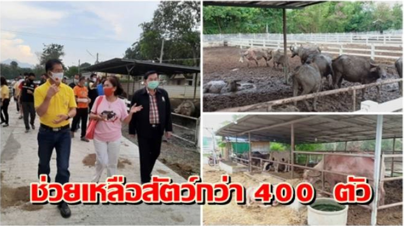 ผู้ว่าฯโคราชเร่งช่วยเหลือ มูลนิธิอนุรักษ์โคกระบือไทยฯ หลังสัตว์กว่า 400 ตัว ไร้อาหาร