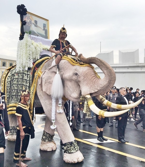 ช้างพลายมงคลจำนวน 11 เชือก ประดับด้วยคชาภรณ์แบบช้างศึก เข้าถวายสักการะพระบรมศพ ในหลวง ร.9