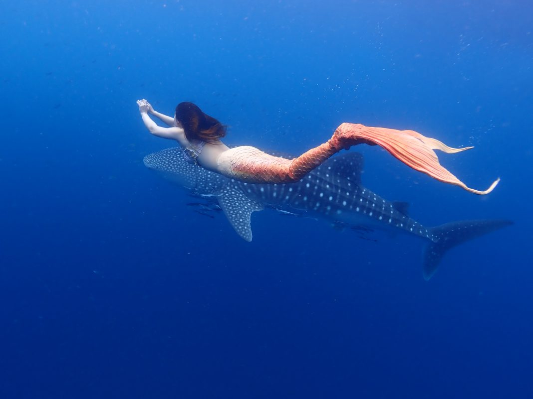 ครั้งแรกในประเทศไทย  !!!! …สาวแต่งชุดเงือกว่ายน้ำเล่นกับฉลามวาฬ (มีคลิป)