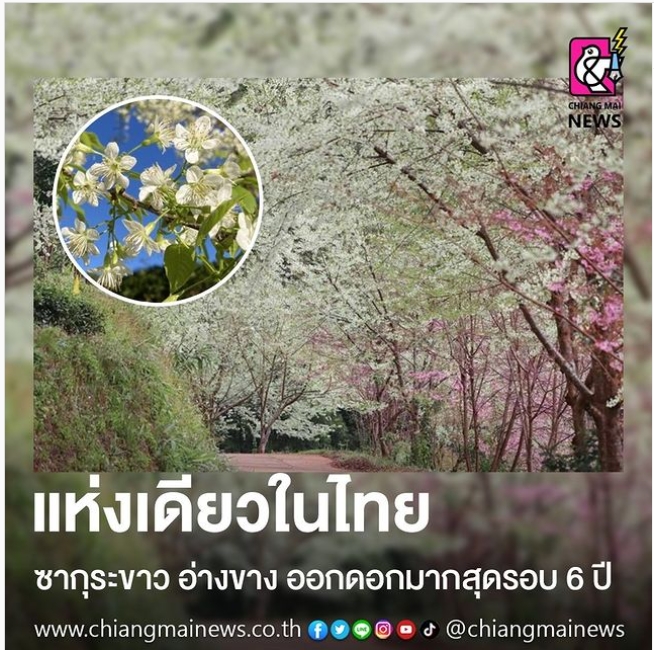 แห่งเดียวในไทย ซากุระขาว อ่างขาง ออกดอกมากสุดรอบ 6 ปี