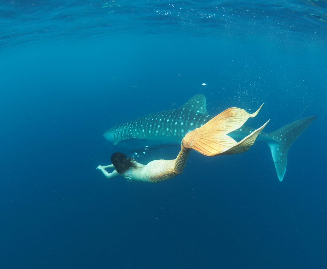 ครั้งแรกในประเทศไทย  !!!! …สาวแต่งชุดเงือกว่ายน้ำเล่นกับฉลามวาฬ (มีคลิป)