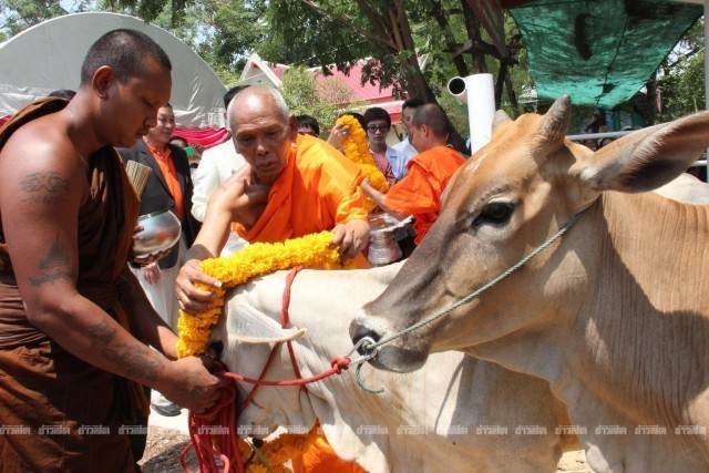 ซาบซึ้ง! ชาวโคราชร่วมใจรวมเงินไถ่ชีวิตวัวแม่-ลูก หนีตายจากโรงฆ่าสัตว์