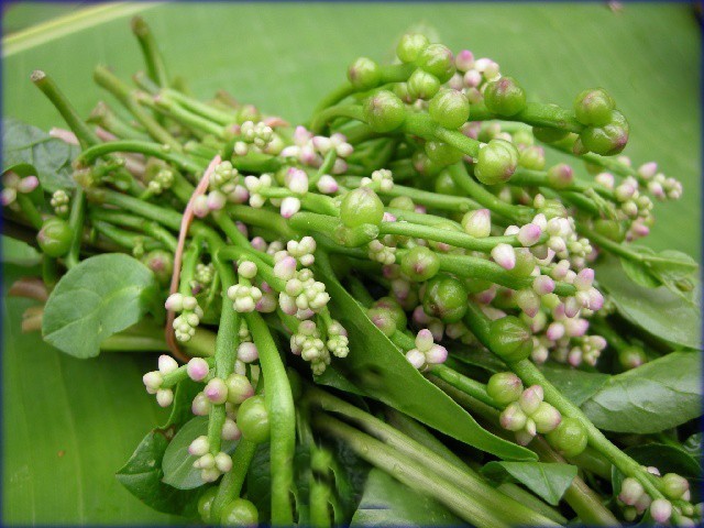 มากินผักพื้นบ้านกันเถอะ! บำรุงสมองและความจำ
