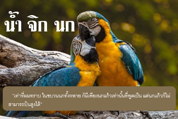 น้ำ จิก นก
