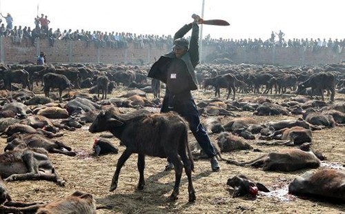 ศีลข้อที่1ปาณาติปาตา/การฆ่าสัตว์และผลกรรมแห่งการฆ่าสัตว์ จะมีวิบากเป็นอย่างไร ?