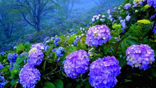 จัดอันดับ 10 ดอกไม้ที่ขึ้นชื่อว่า “สวยงามที่สุดในโลก”
