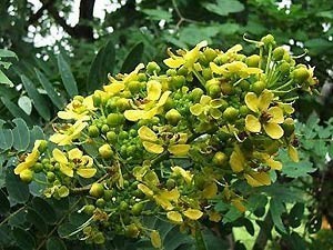 4 ผักรสขม สรรพคุณและประโยชน์มากล้น