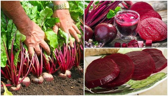 10 ประโยชน์ของบีทรูท (Beet Root) ช่วยดีท็อกซ์ตับ แก้ท้องผูก ป้องกันมะเร็ง