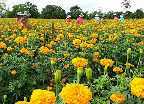 บ้านรวมไทยพัฒนา จ.ตาก ทุ่งดาวเรืองออกดอกสะพรั่ง เกษตรกรเก็บขายได้เงินหลายแสนบาท