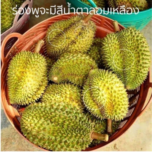 5 จุดสังเกต เลือกทุเรียนขั้นเทพรับรองไม่ผิดหวัง