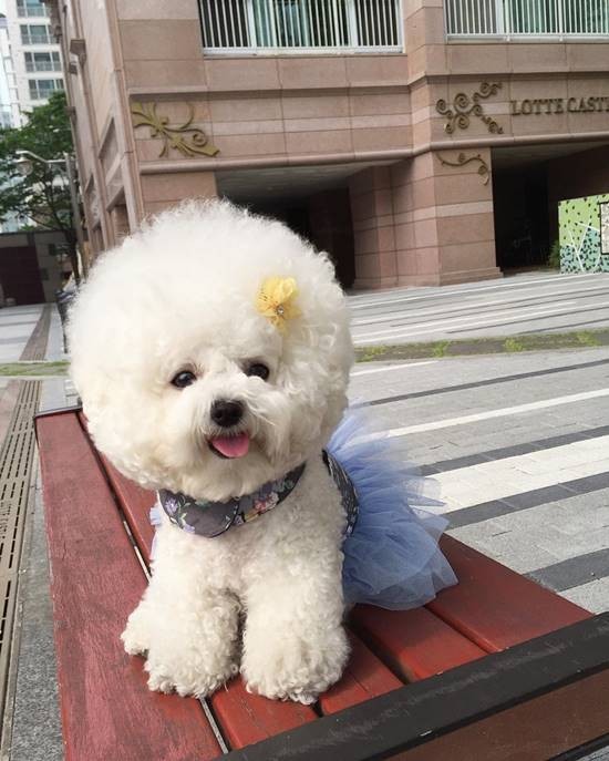 น่ารักมาก! ชาวเน็ตหลงรักตูบกลมปุ๊ก หมาอะไรแปลงร่างเป็นลูกบอลได้ด้วย