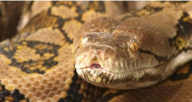 งูเหลือมยักษ์กลืนร่างหญิงอินโดนีเซียทั้งคนได้อย่างไร ?