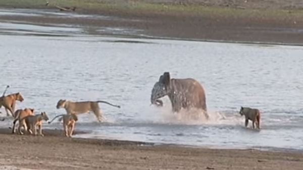 ลูกช้างใจสู้ สู้จริง!!! เอาชนะสิงโตนักล่า 14 ตัว ถอยไม่เป็นท่า