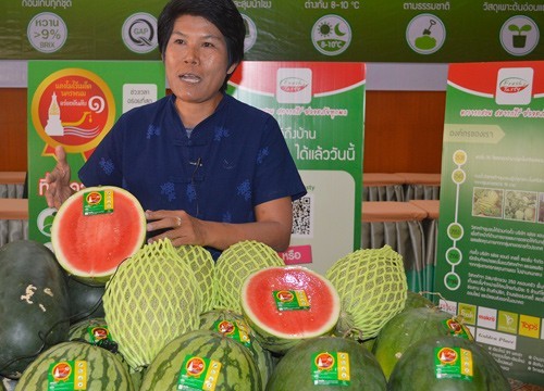 จ.นครพนม ส่งแตงโมไร้เมล็ดโกอินเตอร์ เกษตรกรยิ้มยอดขายพุ่ง 250 ล้านบาท