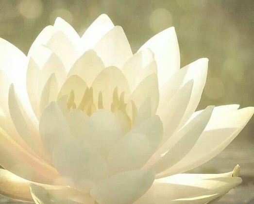 คำแปลและความหมายบทสวดธัมมจักกัปปวัตตนสูตร ตอนที่ 1 มัชฌิมาปฏิปทา เป็นอย่างไร ?