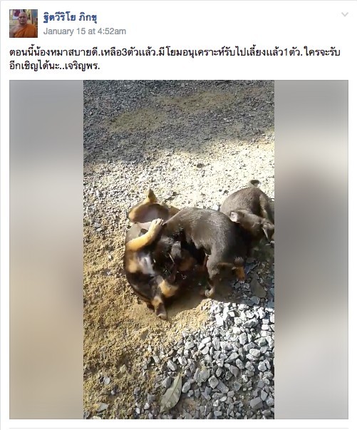 ที่มาที่ไปภาพว่อนเนต เณรหิ้วหมาน้อยใส่ถุง "น้ำท่วม ถูกทิ้งในวัด"