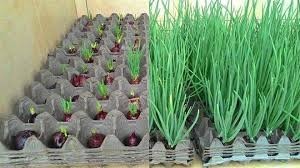 ไอเดียสุดเจ๋ง! ปลูกหอมไร้ดินในถาดไข่…คนรักผักต้องลอง!!