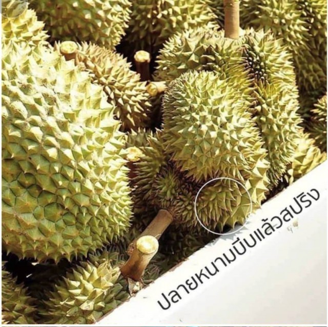 5 จุดสังเกต เลือกทุเรียนขั้นเทพรับรองไม่ผิดหวัง