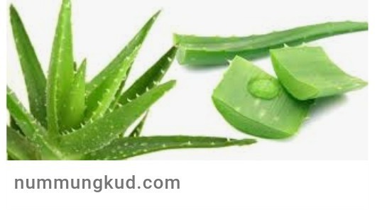 ประโยชน์ของว่านห่านจระเข้อีก 12 ข้อ ที่หมอยังไม่ได้บอกเรา