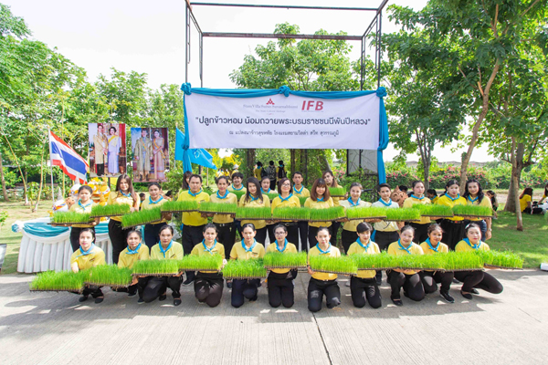 IFB จัดกิจกรรม “ปลูกข้าวหอม น้อมถวายพระบรมราชชนนีพันปีหลวง” แทนการมอบดอก