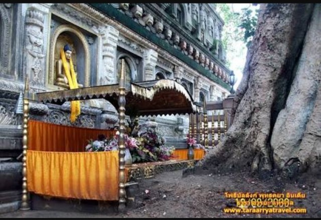 ชาวพุทธสุดเศร้า ต้นพระศรีมหาโพธิ์คู่ทิศเหนือพุทธคยาหักโค่น