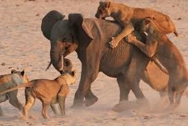 ลูกช้างใจสู้ สู้จริง!!! เอาชนะสิงโตนักล่า 14 ตัว ถอยไม่เป็นท่า