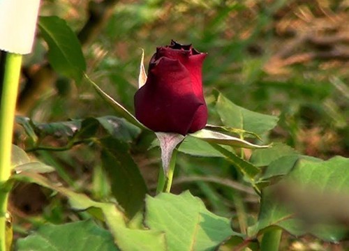 ชาวสวนภูพาน ตัดดอกกุหลาบขายวาเลนไทน์ จากปัญหาภัยแล้งออกดอกน้อย ราคาจึงแพงกว่าปีที่แล้ว