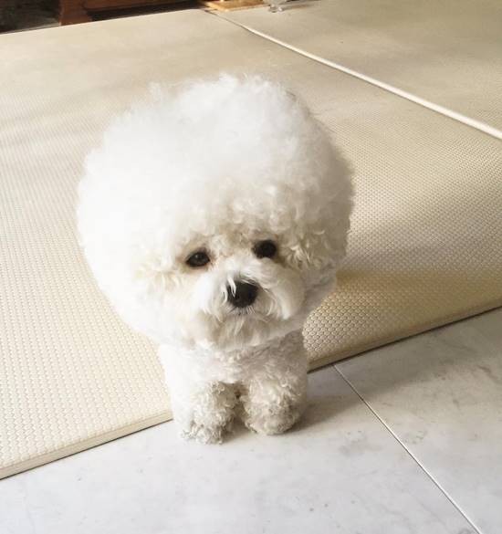 น่ารักมาก! ชาวเน็ตหลงรักตูบกลมปุ๊ก หมาอะไรแปลงร่างเป็นลูกบอลได้ด้วย