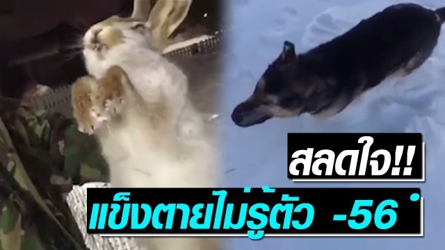 สะเทือนใจ!! “กระต่าย-สุนัข” แข็งตายกลางอุณหภูมิ -56 องศาฯ!!!
