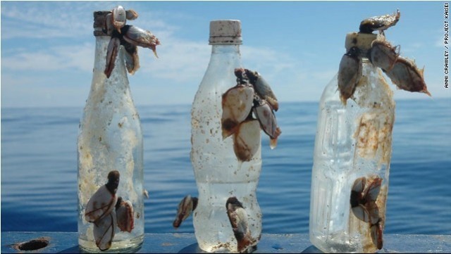 แบคทีเรียสายพันธ์ุใหม่ สามารถย่อยสลายพลาสติกได้(New Species of Bacteria Can Eat Plastic)