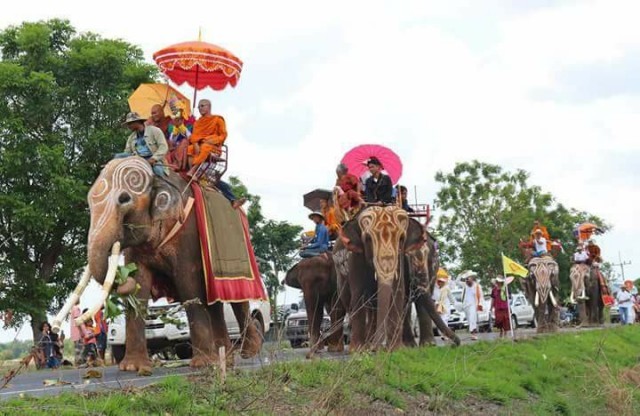ขบวนช้างแห่นาคเข้าโบสถ์ ประเพณีเก่าแก่ชาวอีสานใต้