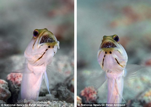 พาไปรู้จักกับปลา “Jawfish” สัตว์น้ำเพศผู้จอมเสียสละ ทำหน้าที่ปกป้องไข่ไว้ในปากตัวเอง!?